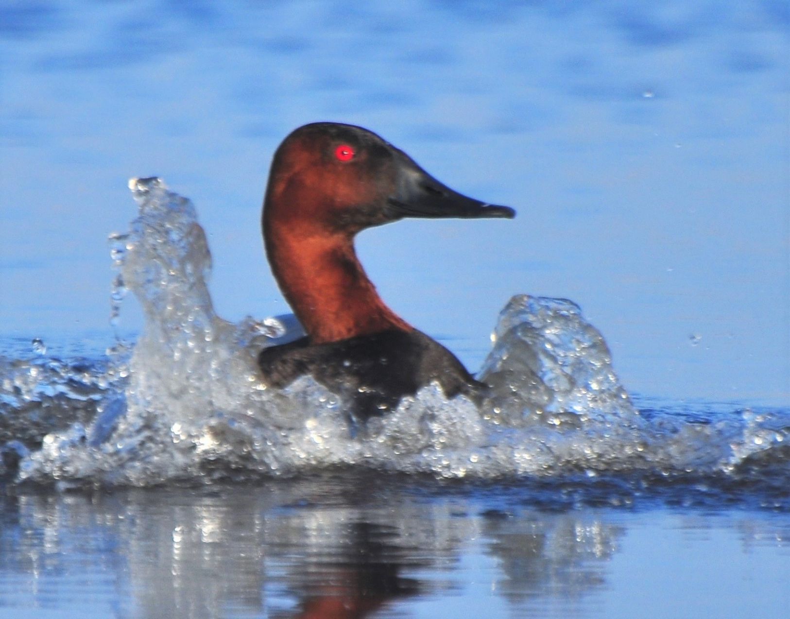 canvasback by washburn